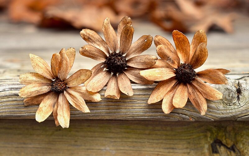Dried Flowers on Wood — Brown