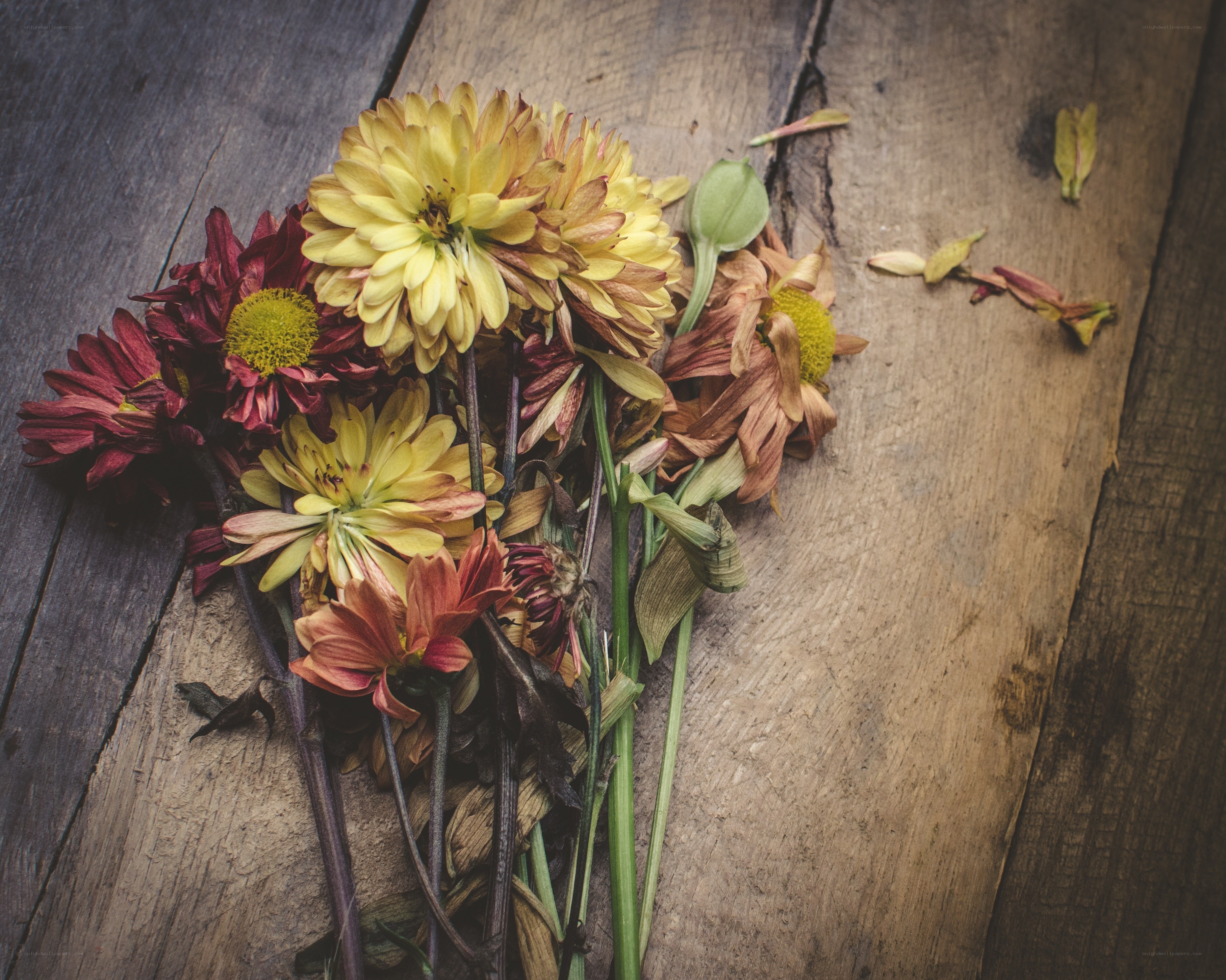 Dried flowers on wood