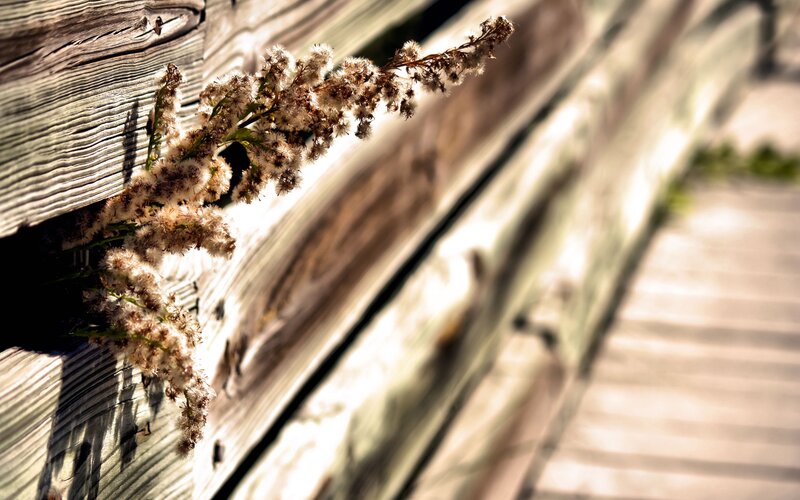 Dried flowers on wooden fence
