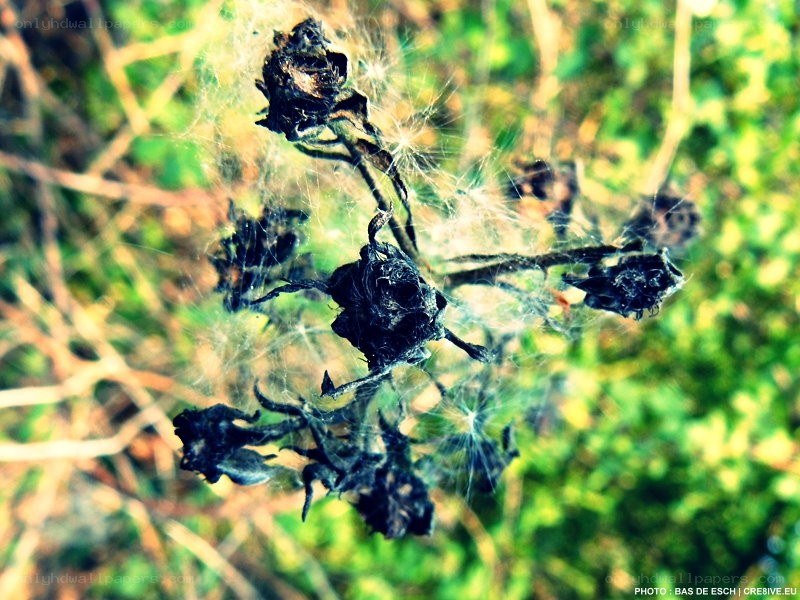 Dried flowers with spiderwebs