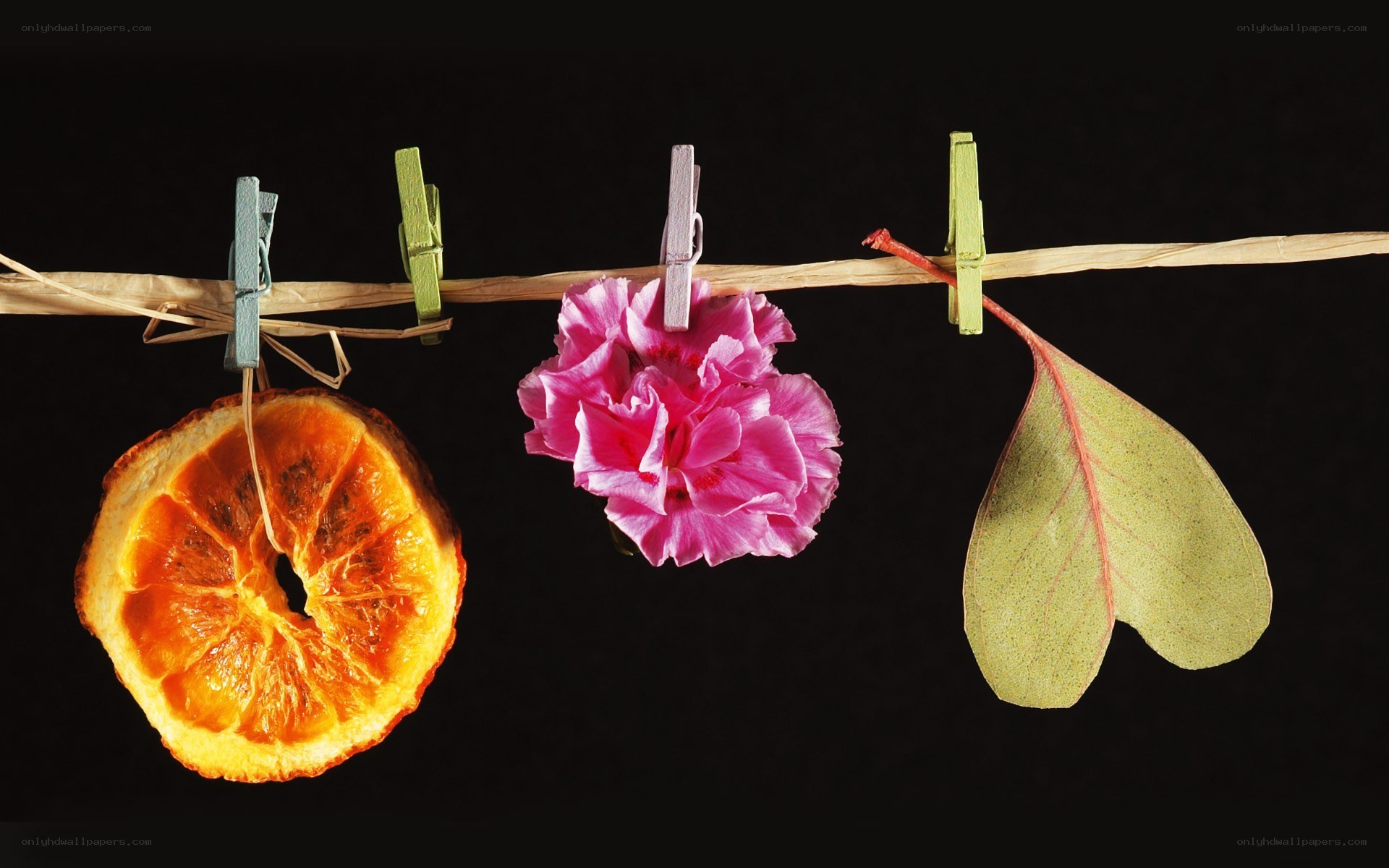 Dried fruit and flower on clothesline