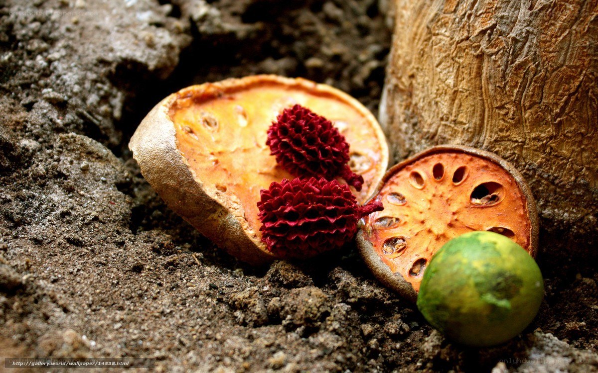 dried fruit and seeds on soil