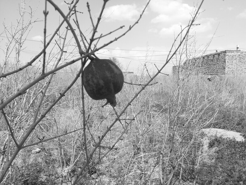 dried fruit on a bare branch
