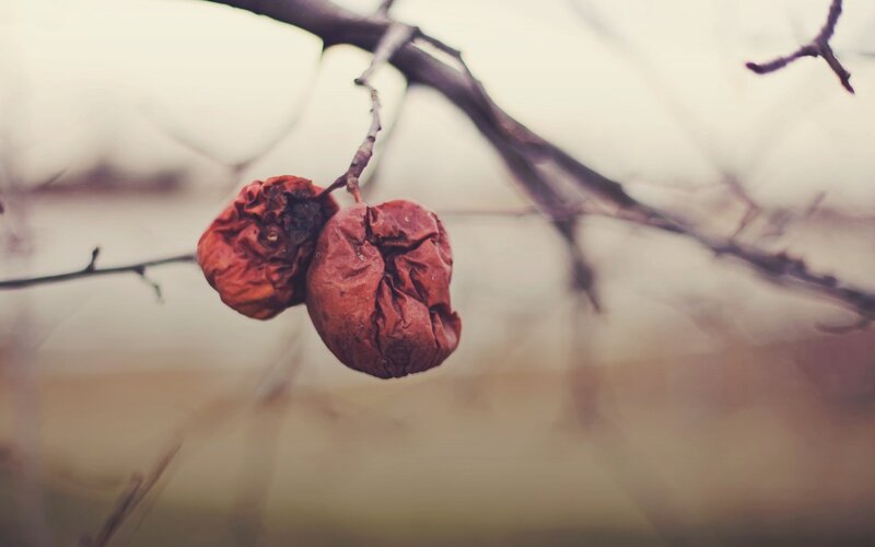 Dried fruit on a branch