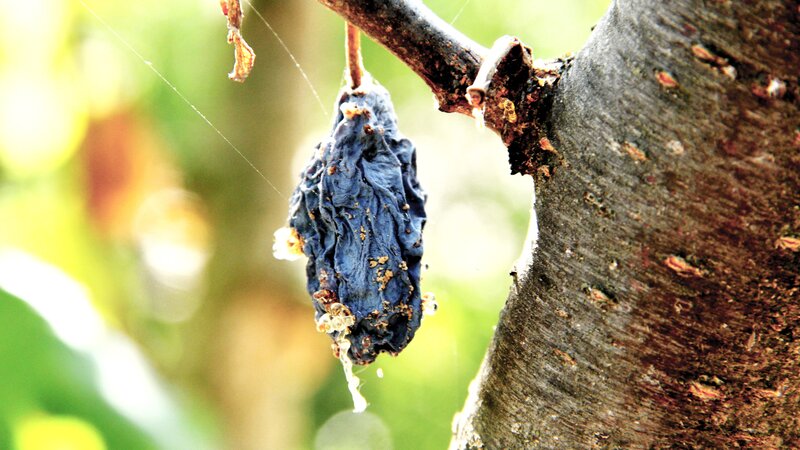 Dried Fruit on Tree