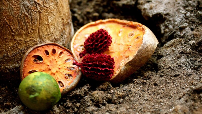 Dried Fruit Pods on Soil