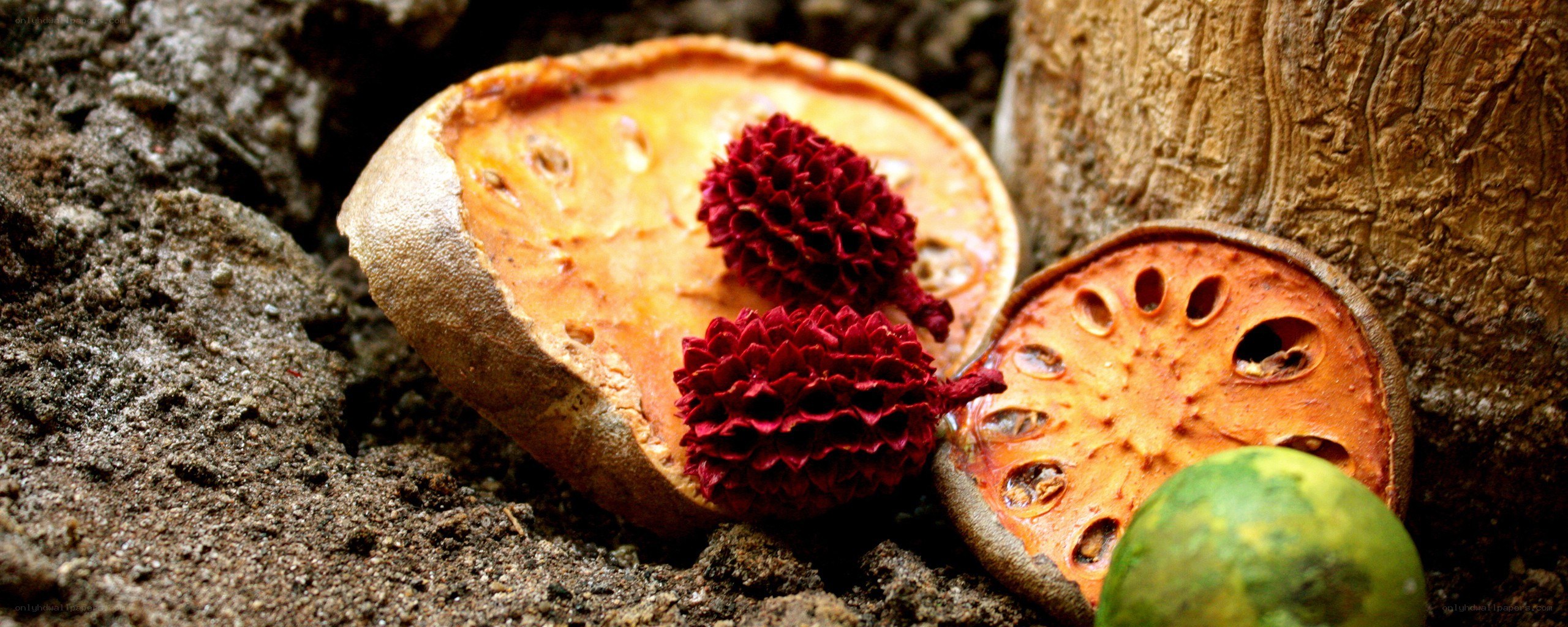 Dried fruit with red seeds