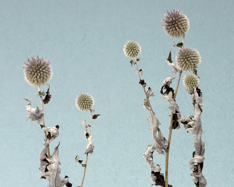 dried globe thistle flowers