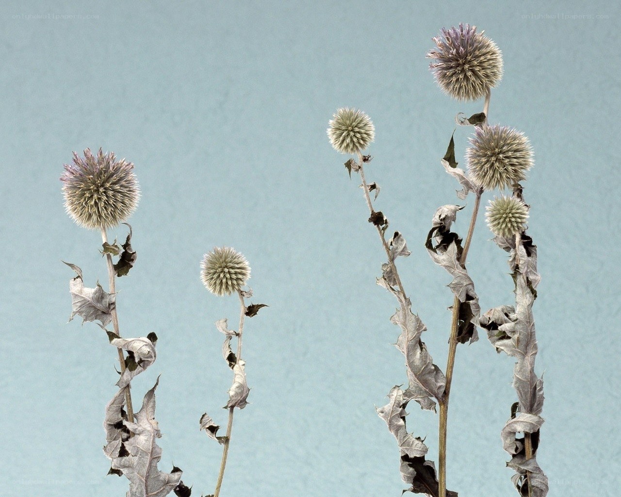 dried globe thistle flowers