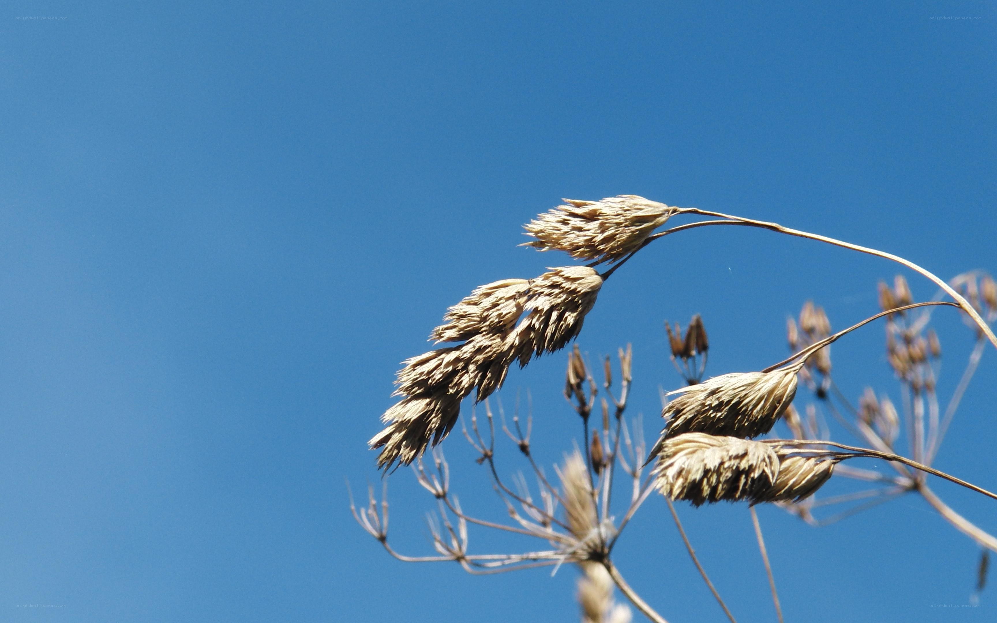 dried grass against blue sky
