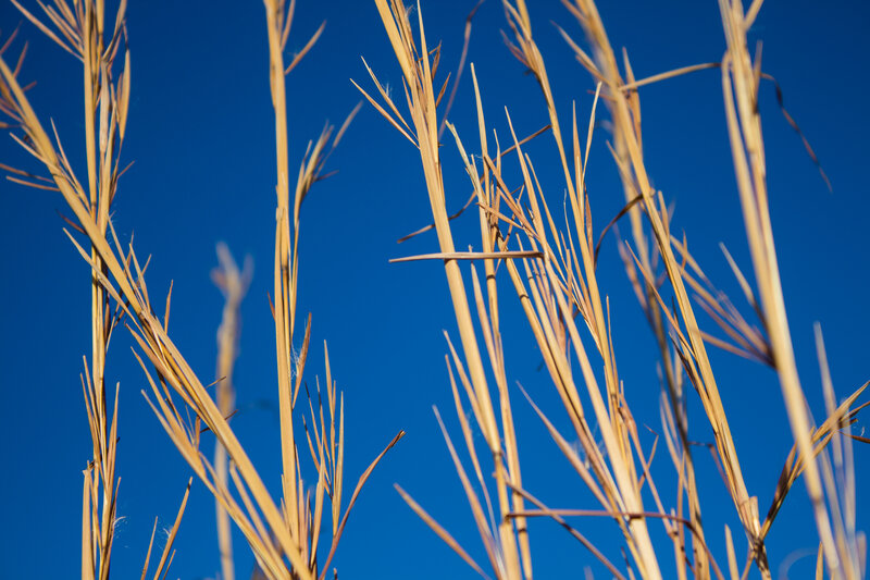 Dried Grass Against Blue Sky — Serene, Afternoon