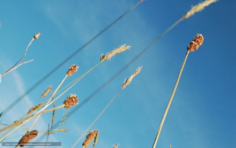 Dried Grass Against Blue Sky — Serene