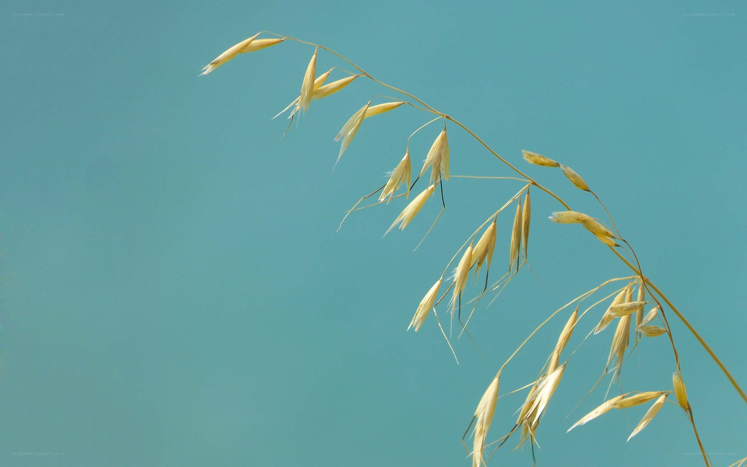 dried grass against blue sky