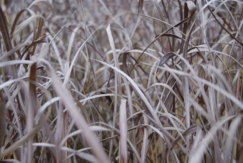 Dried Grass Blades — Brown, Calm