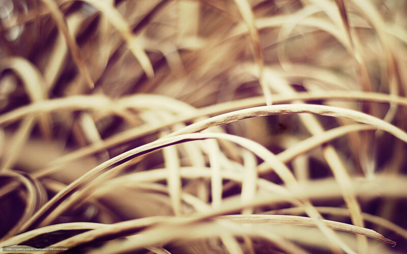 Dried Grass Blades — Brown