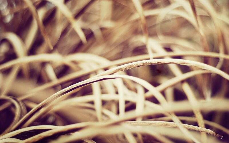 Dried Grass Blades