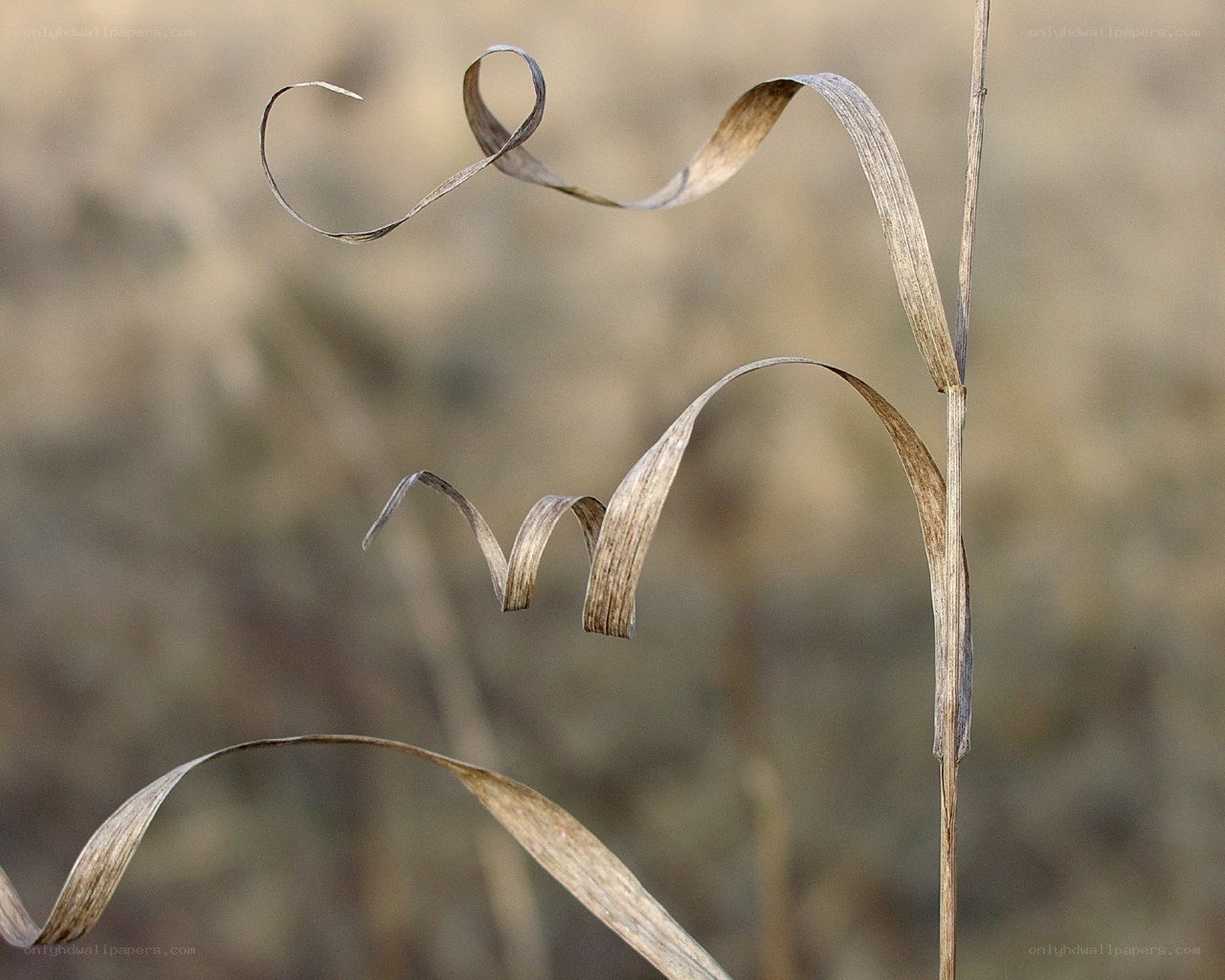 Dried grass curling in wind