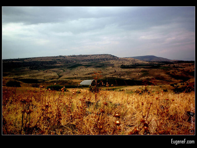 Dried Grass Field