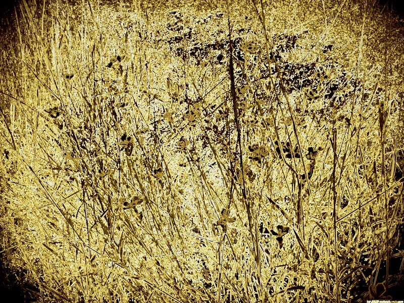 Dried Grass Field — Yellow