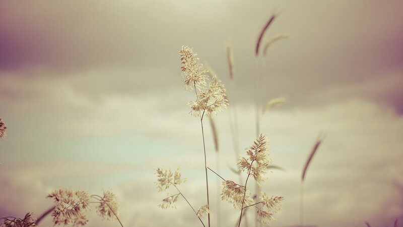 Dried Grass in Field — Beige