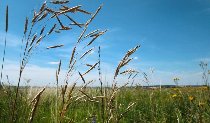 Dried Grass in Field — Blue
