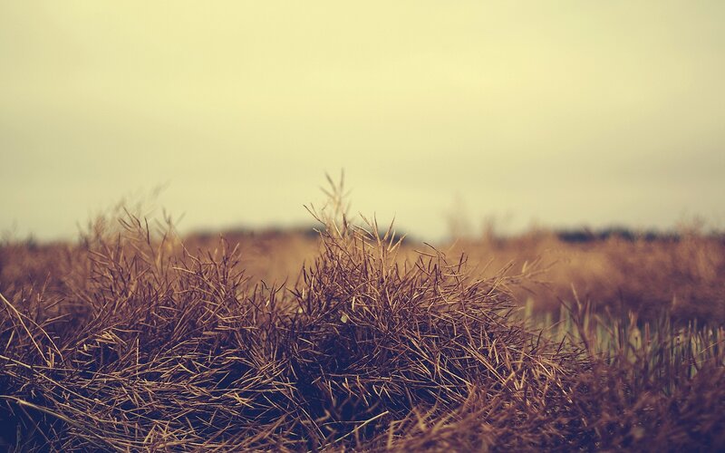 Dried Grass in Field — Brown, Calm