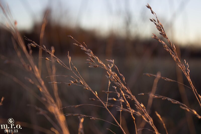 Dried Grass in Field — Brown, Serene, Sunset, Photograph