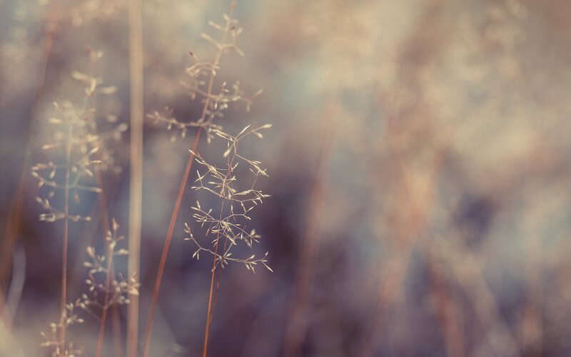 Dried Grass in Field — Brown