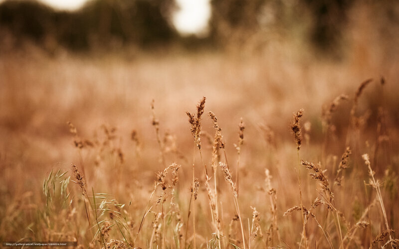 Dried Grass in Field