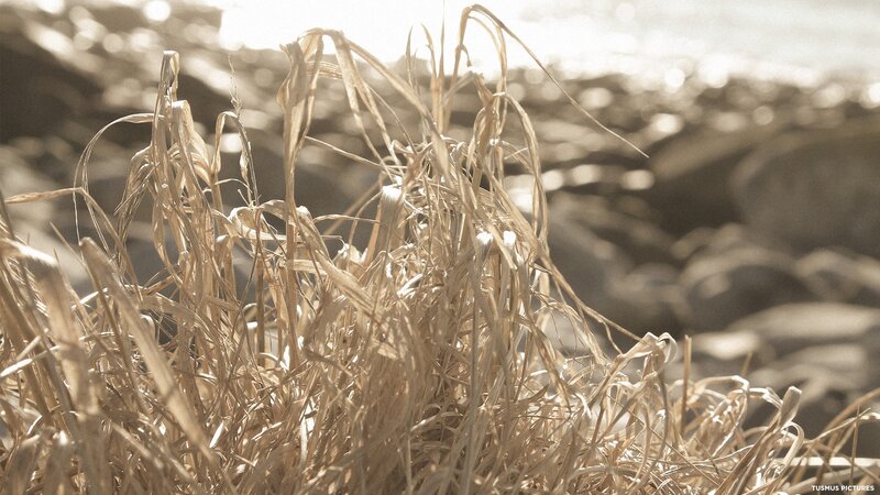 Dried Grass in Foreground