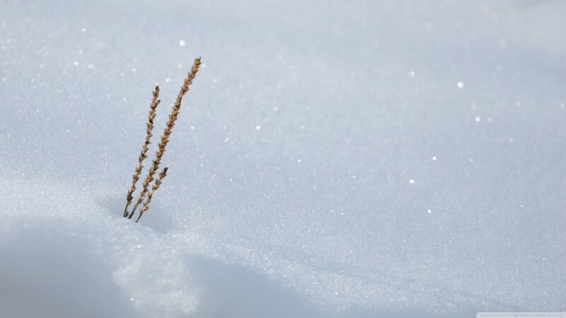 Dried Grass in Snow