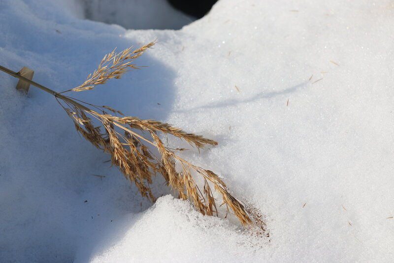 Dried Grass in Snow — White, Serene, Winter