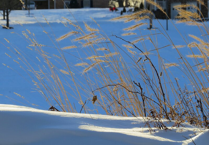 Dried Grass in Snow — White