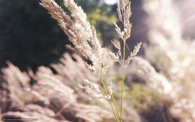 Dried Grass in Sunlight — Beige