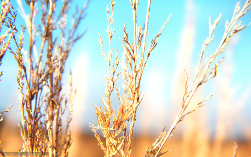 Dried Grass in Sunlight — Blue