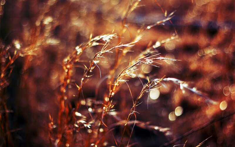 Dried Grass in Sunlight — Brown