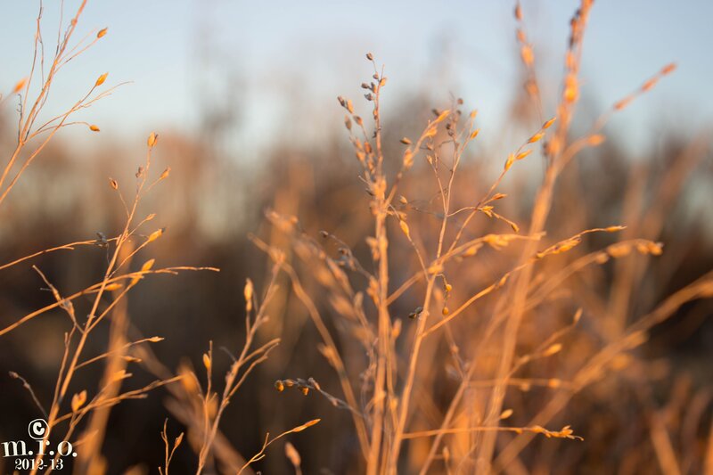 Dried Grass in Sunlight — Orange