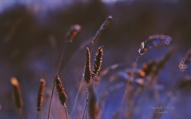 Dried Grass in Twilight
