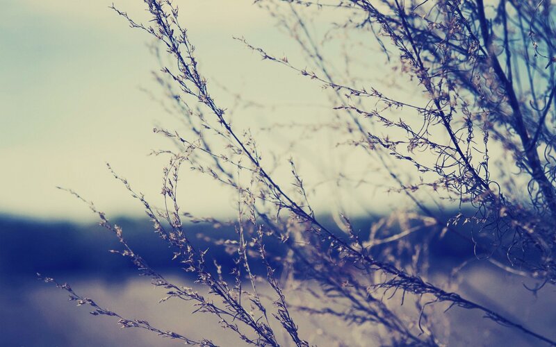 Dried Grass in Wind