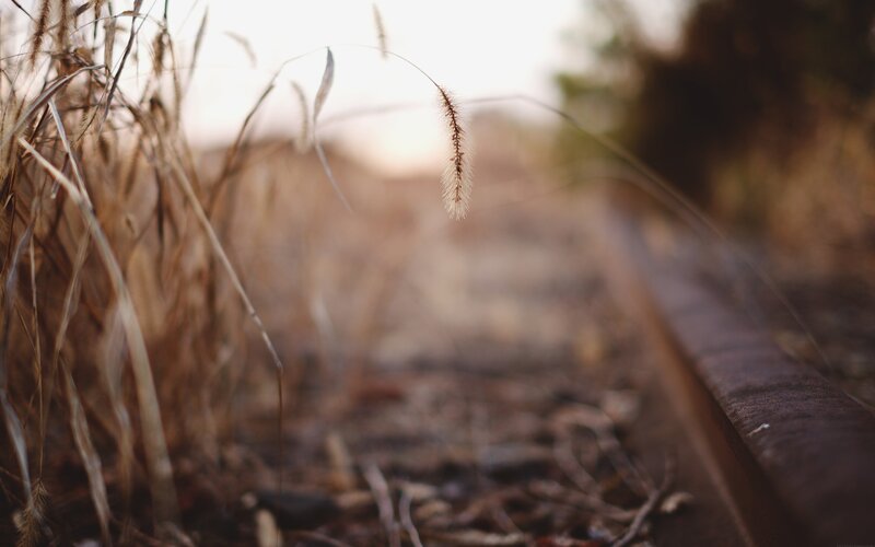 Dried Grass on Railway