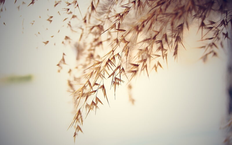 Dried Grass Seed Heads — Brown, Serene