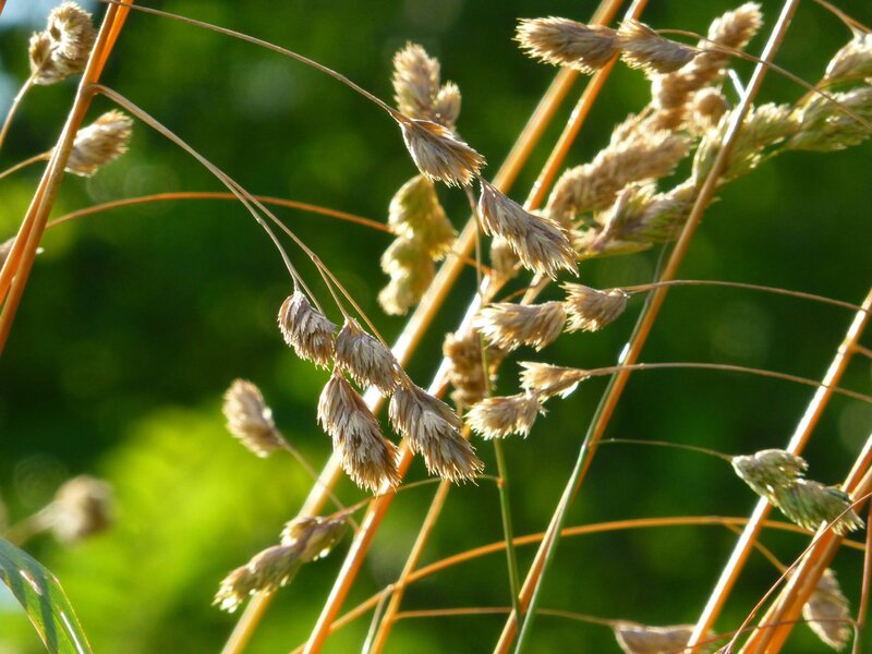 Dried Grass Seed Heads — Brown