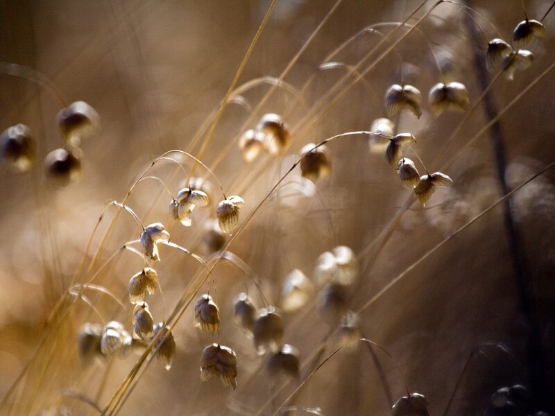 dried grass seed heads in sunlight