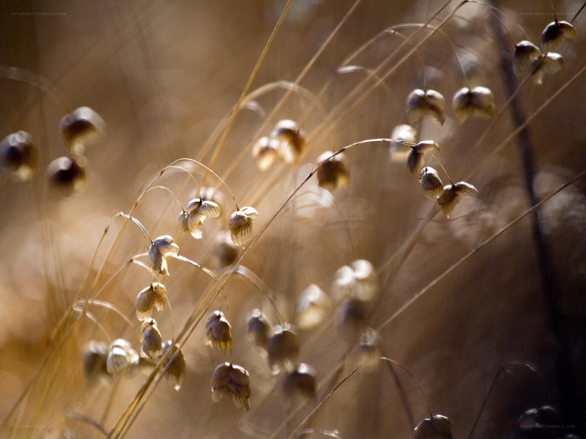 dried grass seed heads in sunlight