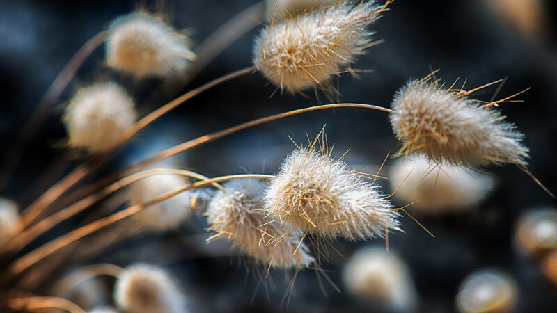 Dried Grass Seed Heads