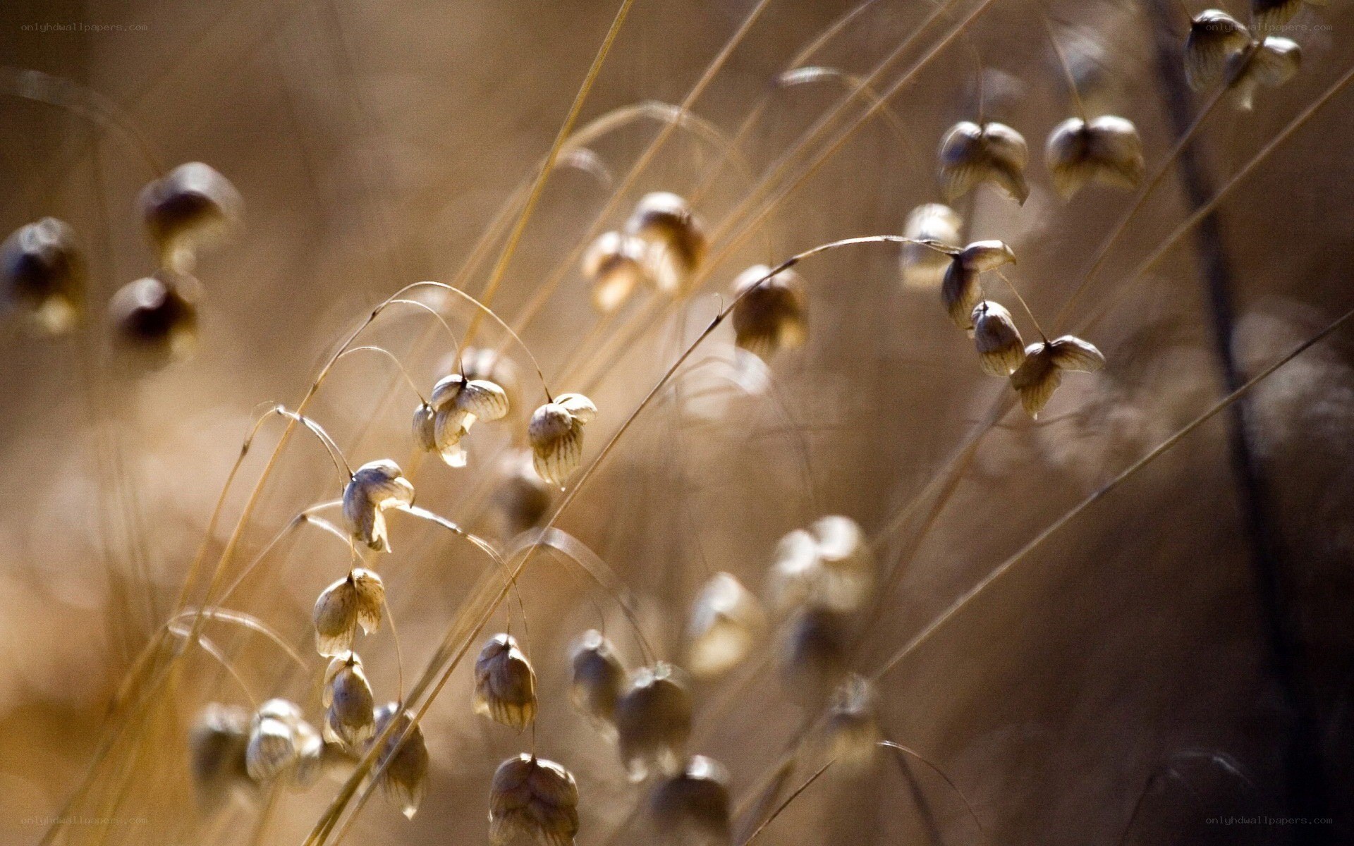 dried grass seed pods in sunlight