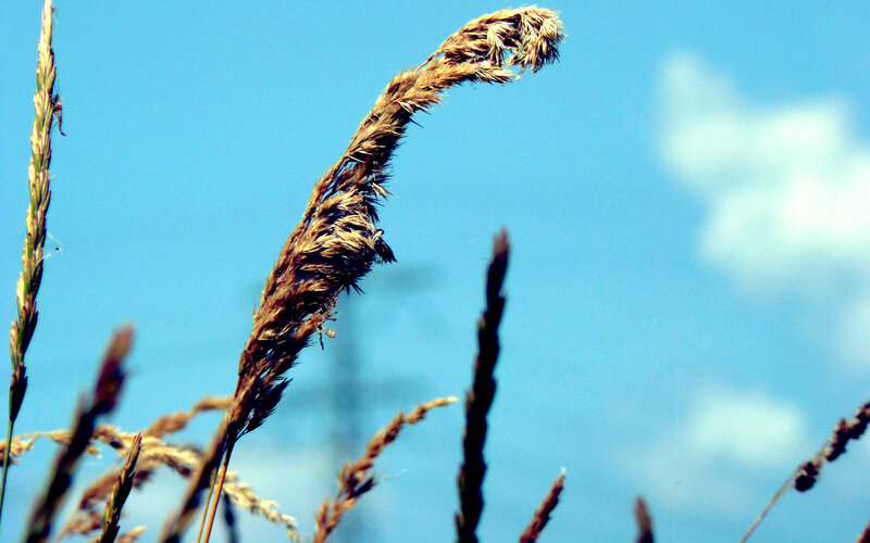 Dried Grass Stalk