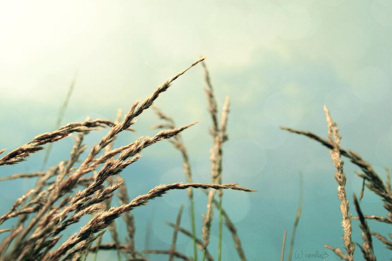 Dried Grass Stalks — Blue, Serene