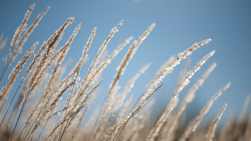 Dried Grass Stalks — Blue