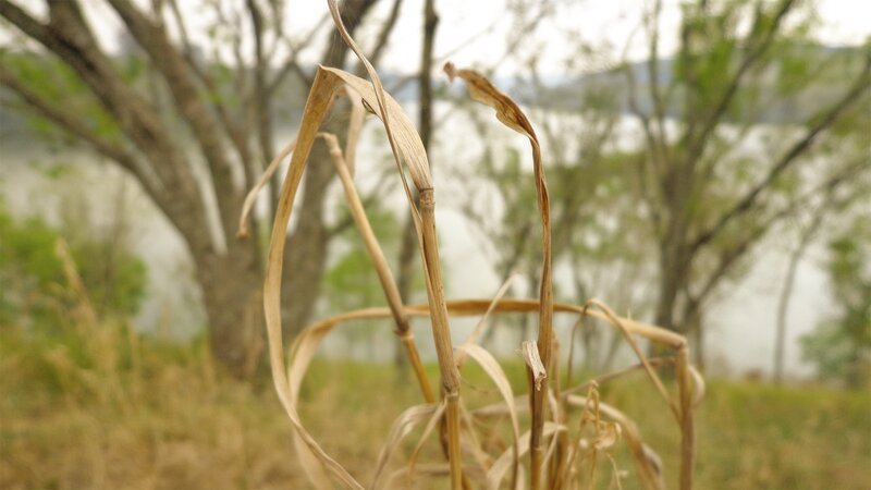 Dried Grass Stalks — Brown, Calm